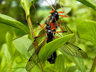 Tanyptera atrata