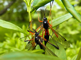 Tanyptera atrata