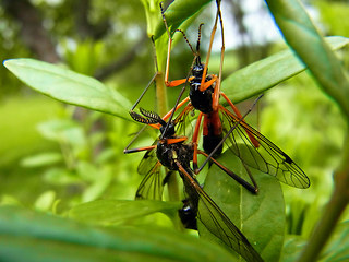 Tanyptera atrata