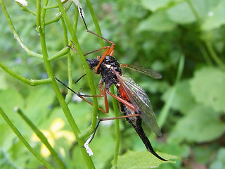 Tanyptera atrata