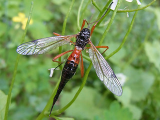 Tanyptera atrata
