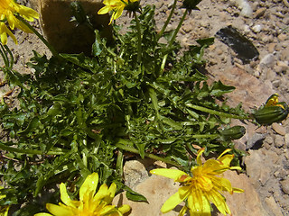 Taraxacum alpinum