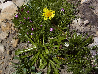 Taraxacum alpinum