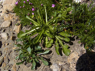 Taraxacum alpinum