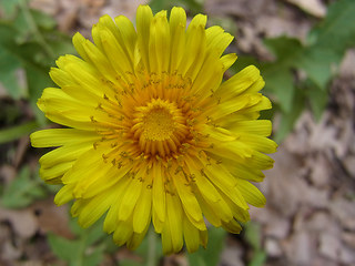 Taraxacum officinale