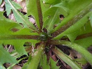 Taraxacum officinale