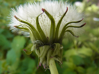 Taraxacum officinale