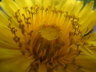 Taraxacum officinale