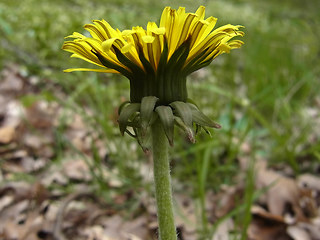 Taraxacum officinale