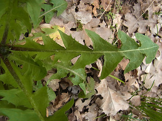 Taraxacum officinale