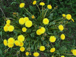 Taraxacum officinale