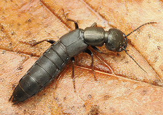 Tasgius melanarius