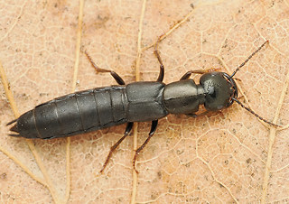 Tasgius melanarius