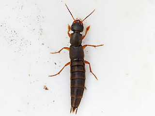 Tasgius morsitans