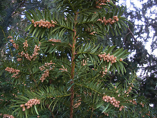 Taxus baccata