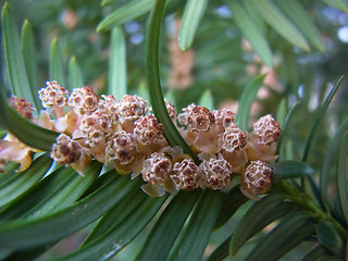 Taxus baccata