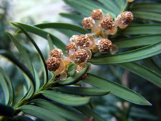 Taxus baccata