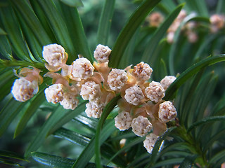 Taxus baccata