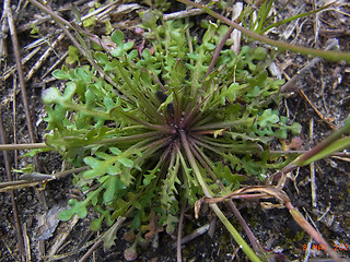 Teesdalia nudicaulis