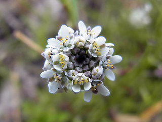 Teesdalia nudicaulis