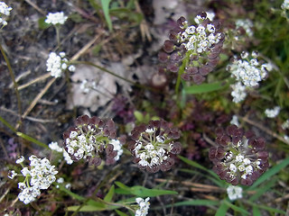 Teesdalia nudicaulis