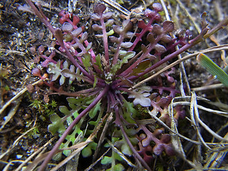 Teesdalia nudicaulis