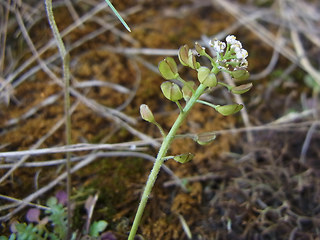 Teesdalia nudicaulis