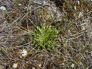 Teesdalia nudicaulis