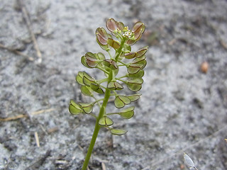 Teesdalia nudicaulis
