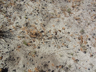Teesdalia nudicaulis