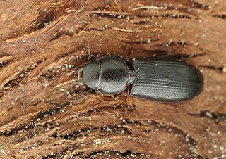 Tenebroides fuscus