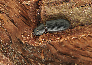 Tenebroides fuscus