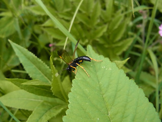 Tenthredo crassa