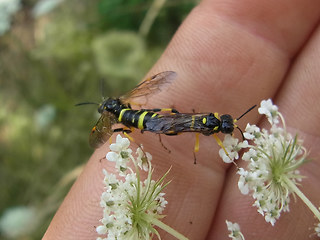 Tenthredo omissa