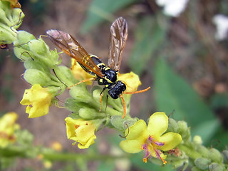 Tenthredo scrophulariae