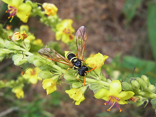 Tenthredo scrophulariae