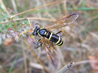 Tenthredo scrophulariae