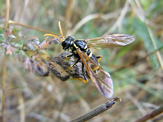 Tenthredo scrophulariae