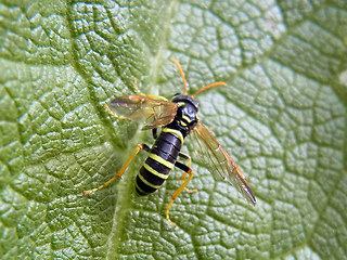 Tenthredo scrophulariae