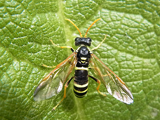 Tenthredo scrophulariae