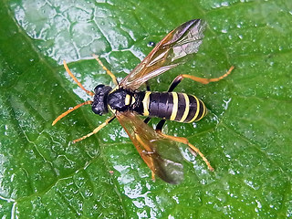 Tenthredo scrophulariae