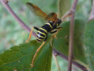 Tenthredo scrophulariae