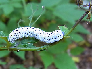 Tenthredo scrophulariae