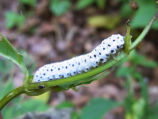 Tenthredo scrophulariae