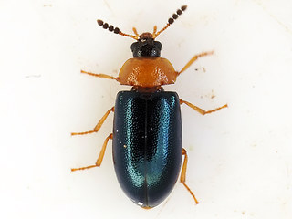 Tetratoma fungorum