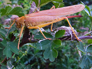 Tettigonia viridissima