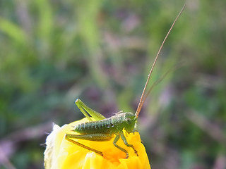 Tettigonia viridissima