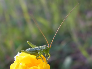 Tettigonia viridissima