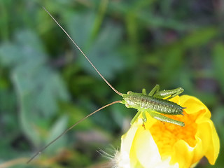 Tettigonia viridissima