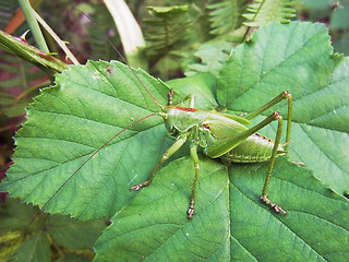 Tettigonia viridissima